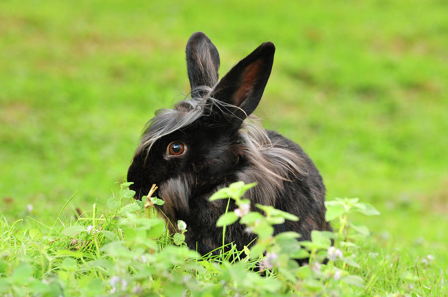 Lion Head Rabbit Photograph by Rob Potter - Fine Art America