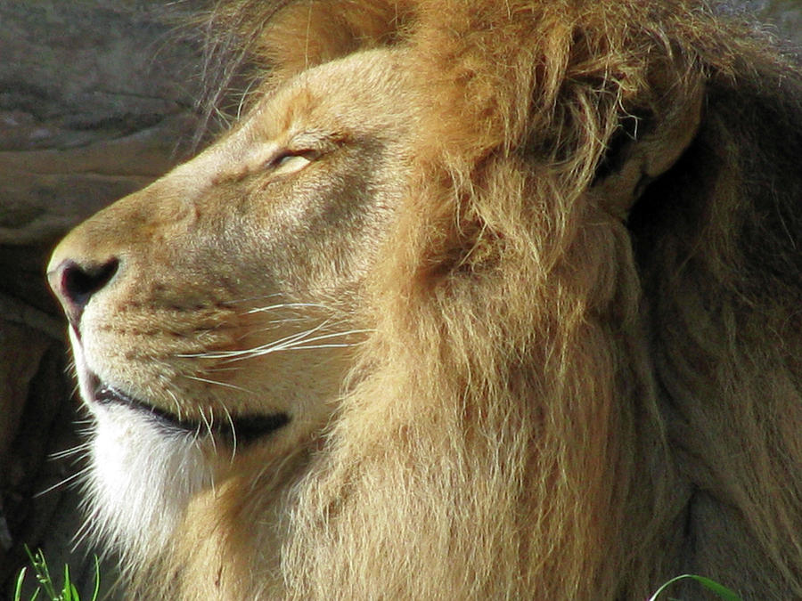 Lion - Im Ready For My Close-Up Photograph by Pamela Critchlow