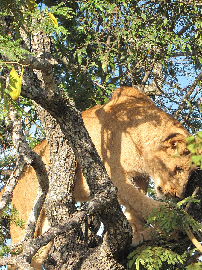 Lion in a Tree Photograph by Charles Ray