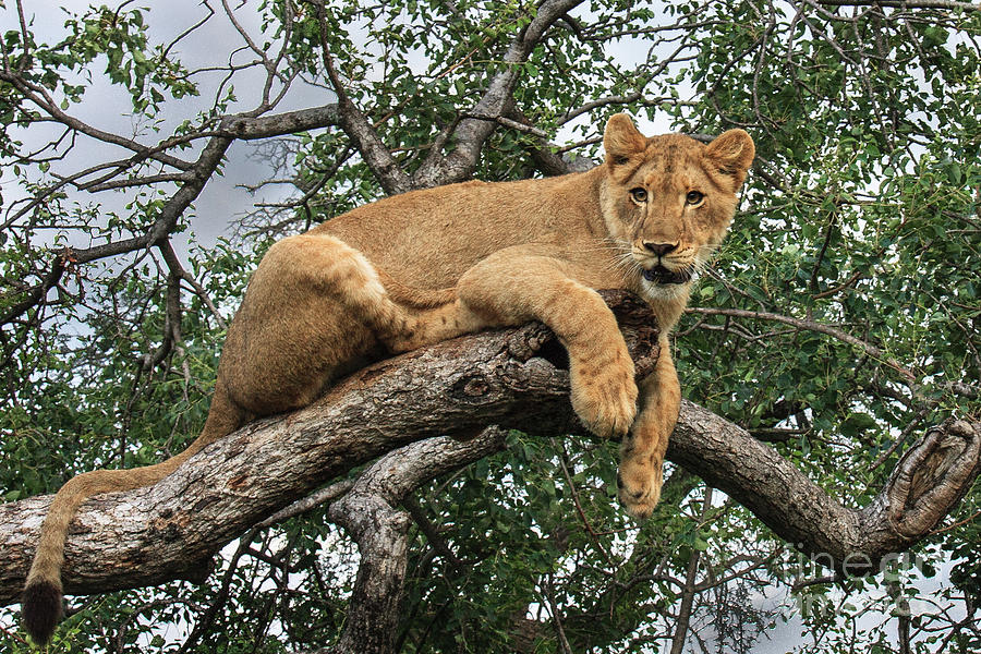 Lion in a Tree Photograph by Jennifer Ludlum