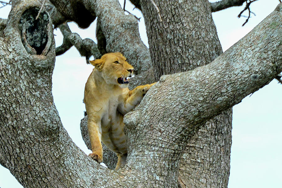 Lion in a Tree Photograph by Marilyn Burton