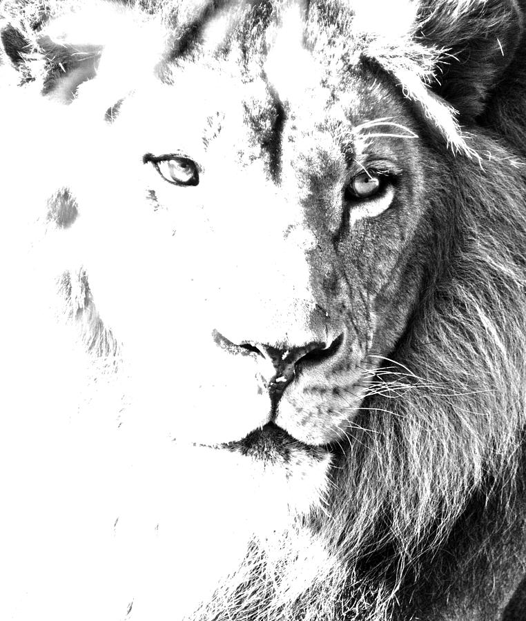 Lion in Black and White Photograph by Paul Riedinger