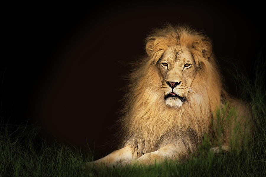 Nature Photograph - Lion In Grass With Copy Space by Good Focused