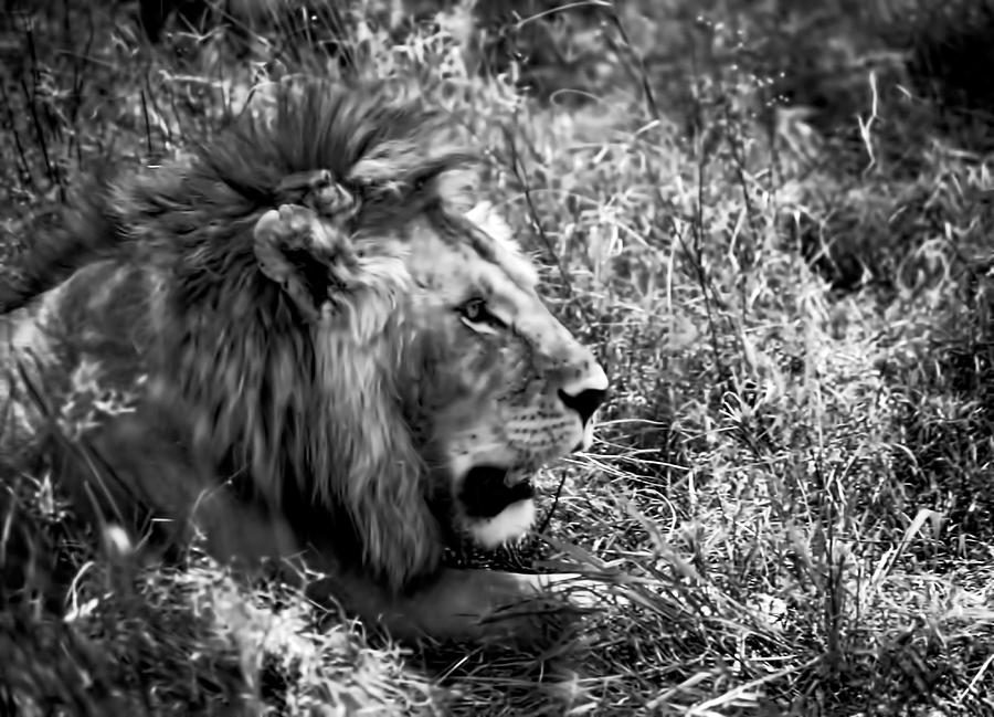 Lion in Jungle bw Photograph by Cathy Anderson
