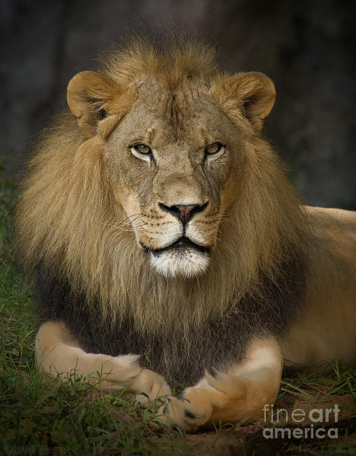 Lion Photograph - Lion in Repose by Warren Sarle