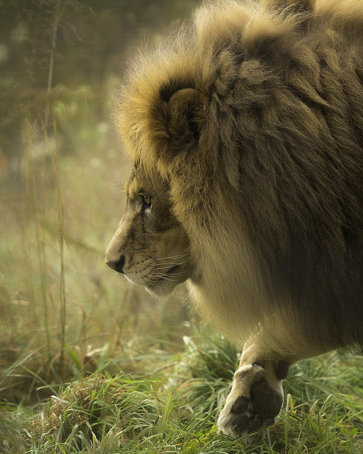 Lion in Soft Light Photograph by Ron  McGinnis
