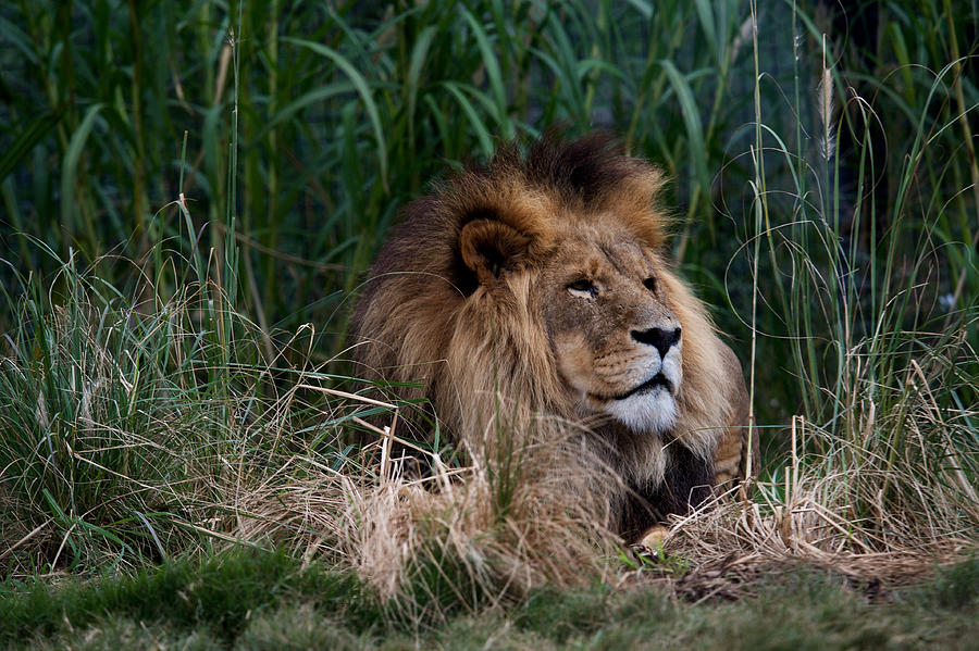 Nature Photograph - Lion In The Grass by Graham Palmer