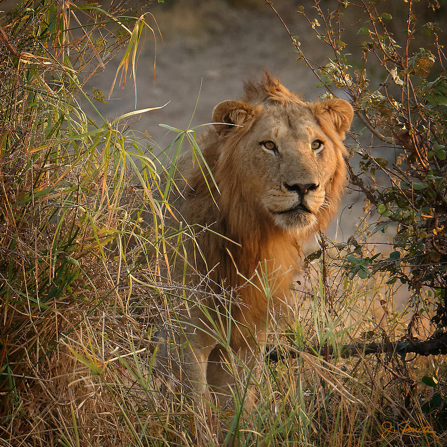 Lion in the Weeds Photograph by Joe Bonita