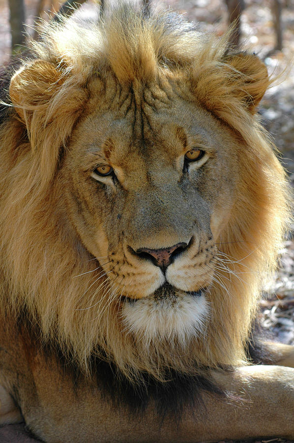 Lion in Zimbabwe Photograph by David Drew
