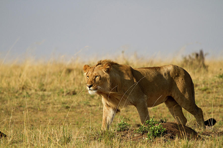 Lion Photograph