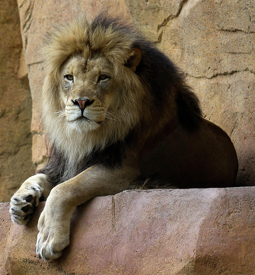 Lion Photograph by D Plinth