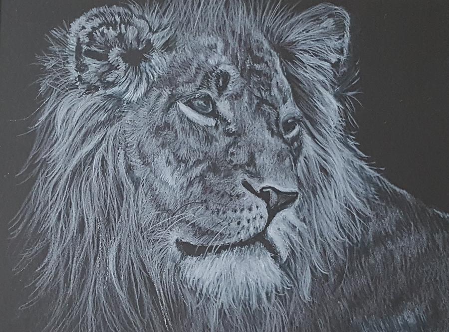 Wildlife Drawing - Lion by JoAnn Morgan Smith
