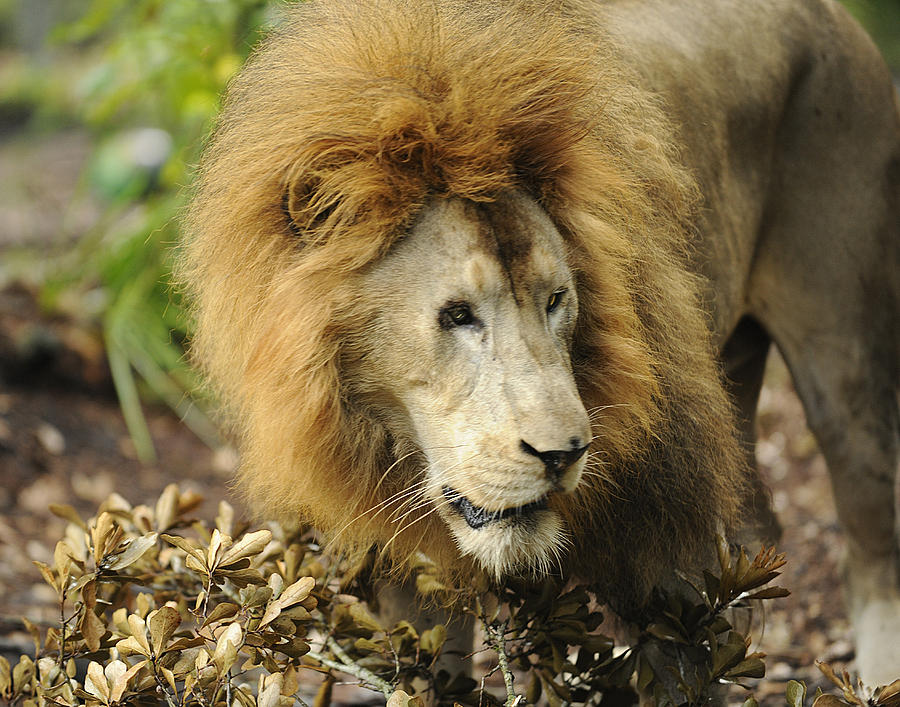 Lion Photograph by Keith Lovejoy
