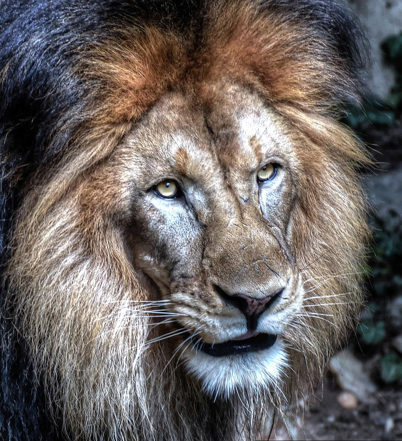 Lion King dramatic edit Photograph by Ronda Ryan