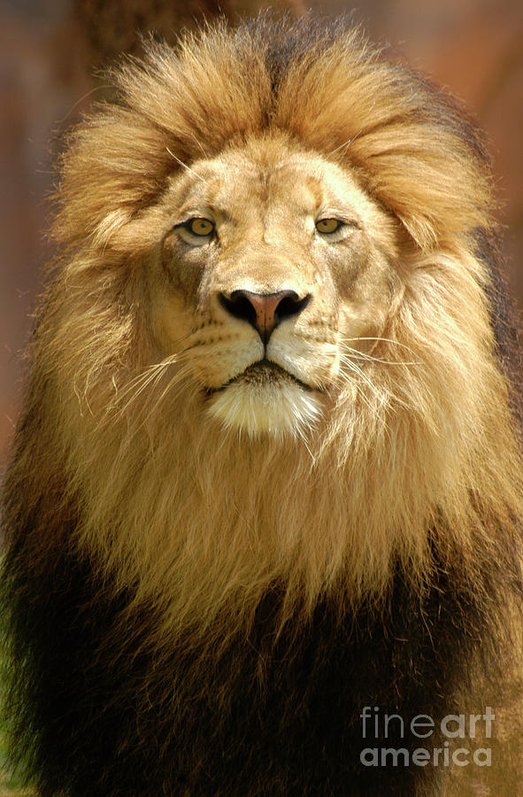Male Lion Portrait Photograph by Gunther Allen