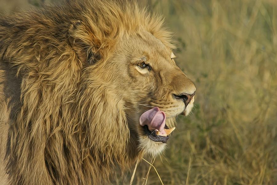 Lion King II Photograph by Robert Edmanson-Harrison