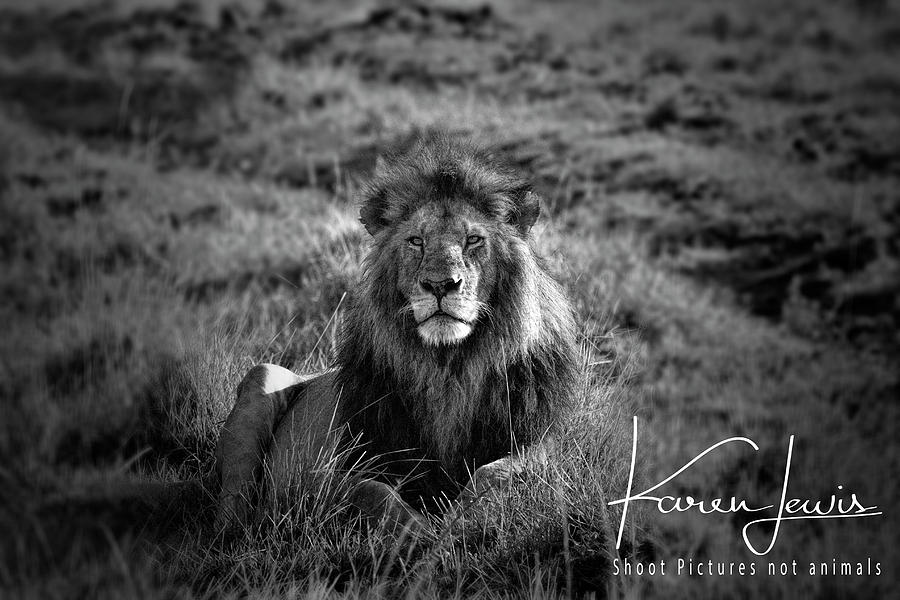 Lion King Photograph by Karen Lewis