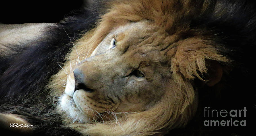 Lion King Memphis Zoo Photograph by Veronica Batterson