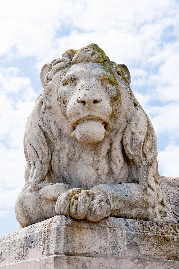 Lion King of Beast Photograph by Tom Dowd | Fine Art America