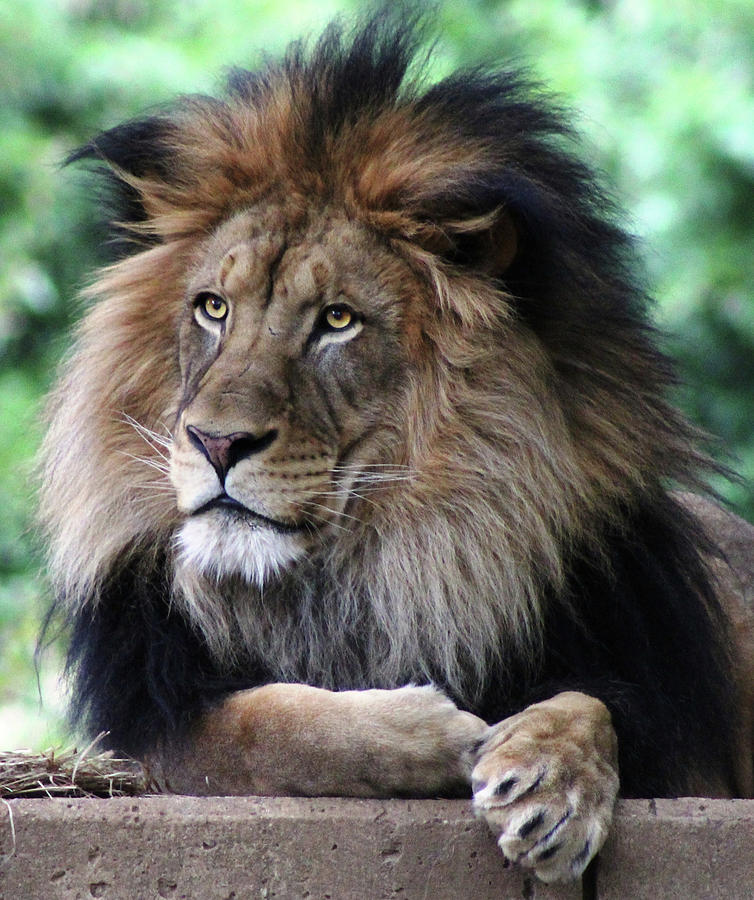 Lion King portrait Photograph by Ronda Ryan