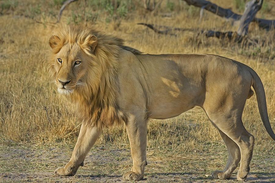 Lion King Photograph by Robert Edmanson-Harrison