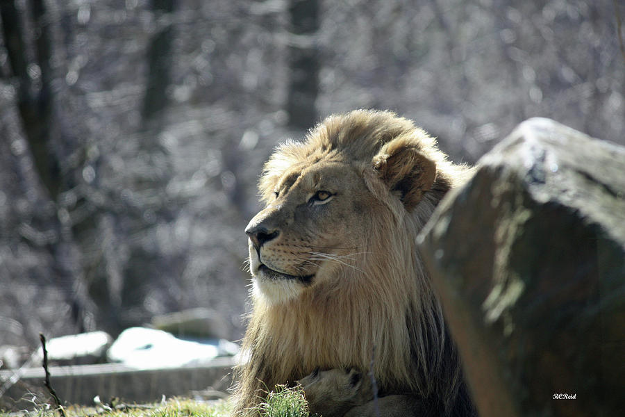 Lion King Photograph by Ronald Reid