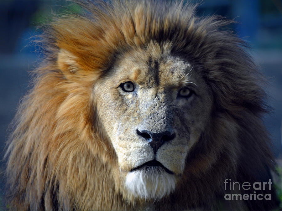 Lion King Photograph by Savannah Gibbs