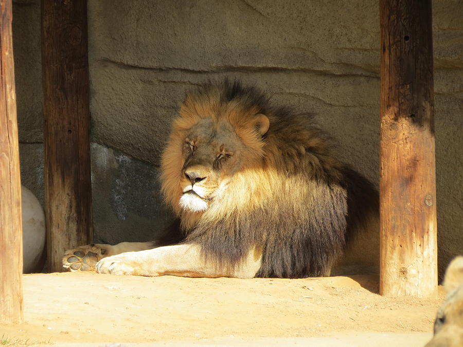 Lion Photograph by Kristen Abramson - Fine Art America