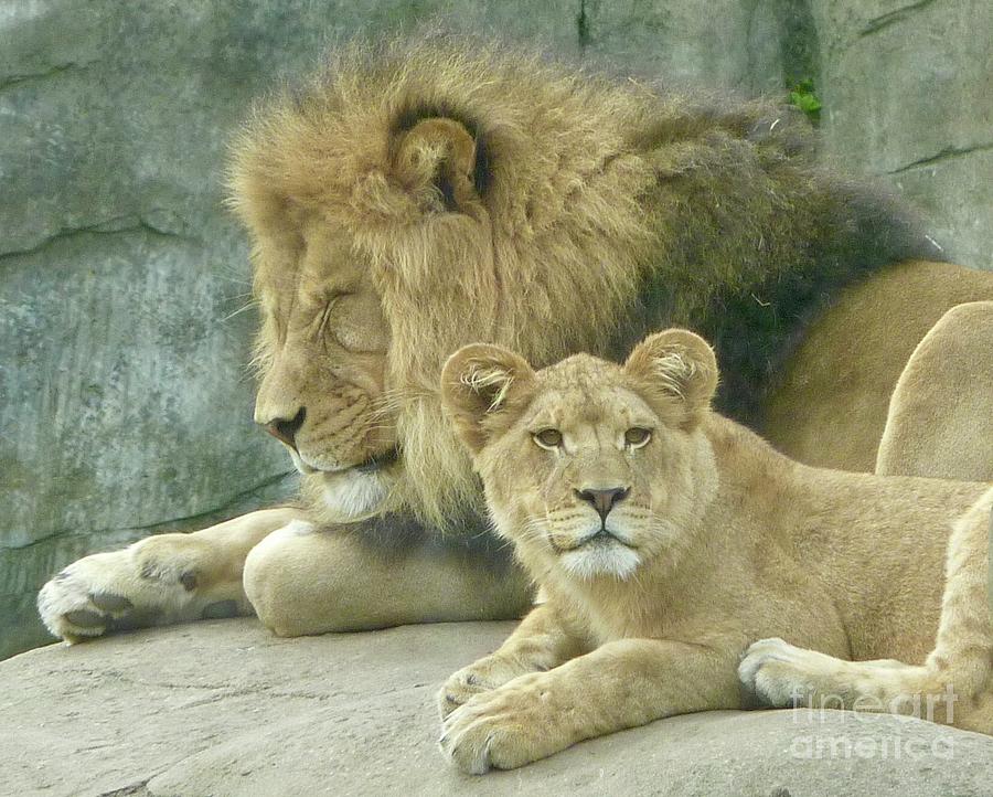 Lion Lair Photograph by Susan Garren