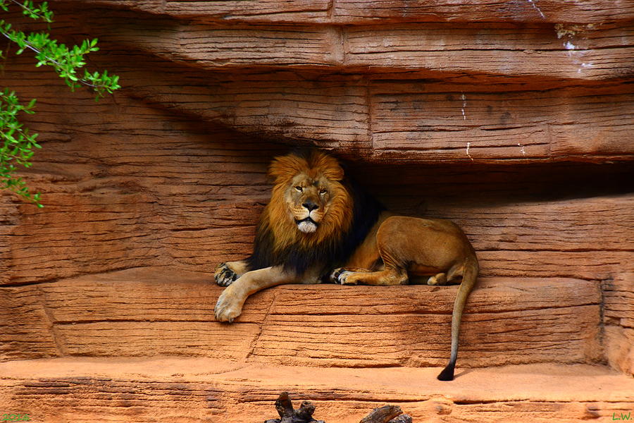 Lion Photograph by Lisa Wooten