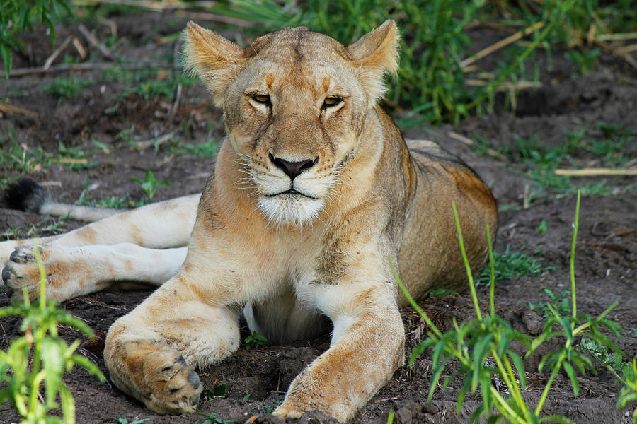 Lion Looking At You Photograph by Isabella Biava - Fine Art America