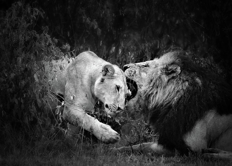 Lion Love Photograph by Vicki Jauron