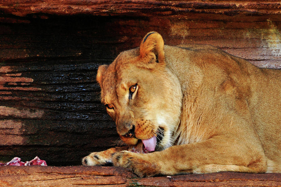 Lion Lunch Photograph by Susan Cliett