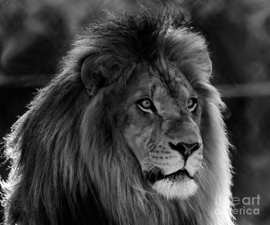 Lion Male Black and white Photograph by Roger Becker