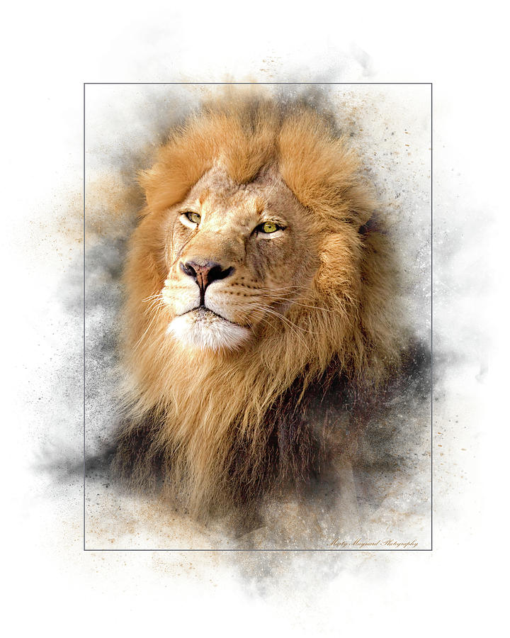 Lion Photograph - Lion by Marty Maynard