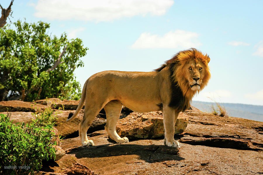 Lion, Masai Mara, Kenya Photograph by Aashish Vaidya