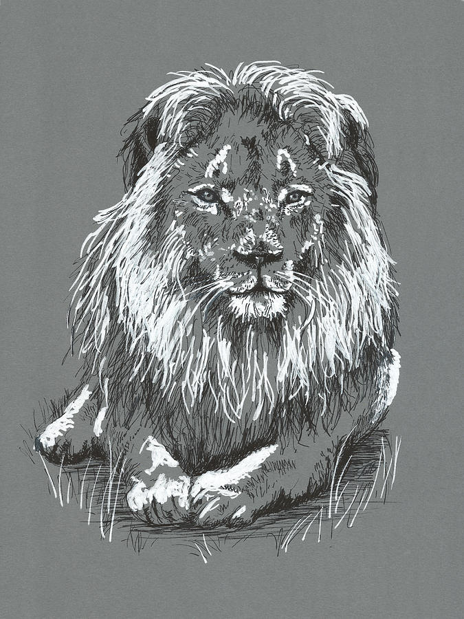 Lion Drawing by Masha Batkova