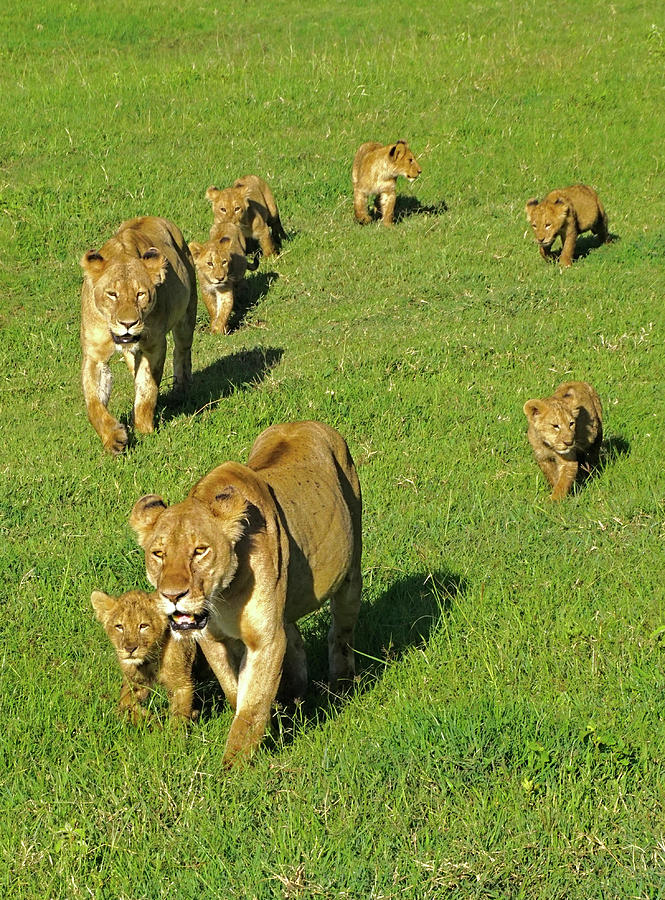 Lion Moms With Cubs Photograph