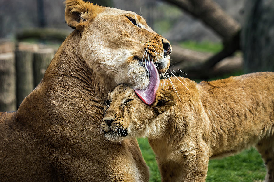 Lion Mother Licking Her Cub Photograph by Ron Pate