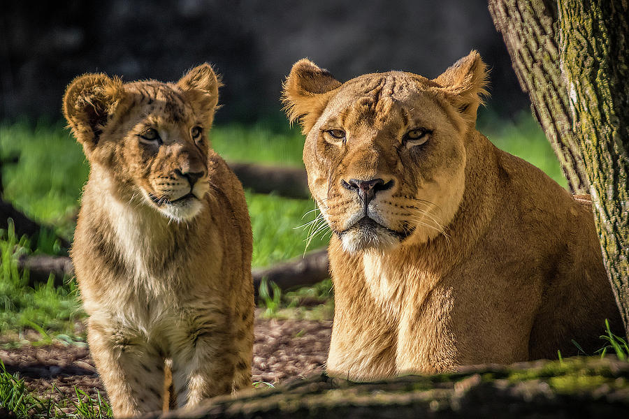 Lion Mother Watching Over Cub Photograph by Ron Pate