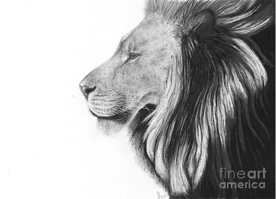 Lion Drawing - Lion of Judah by Julie Bockes