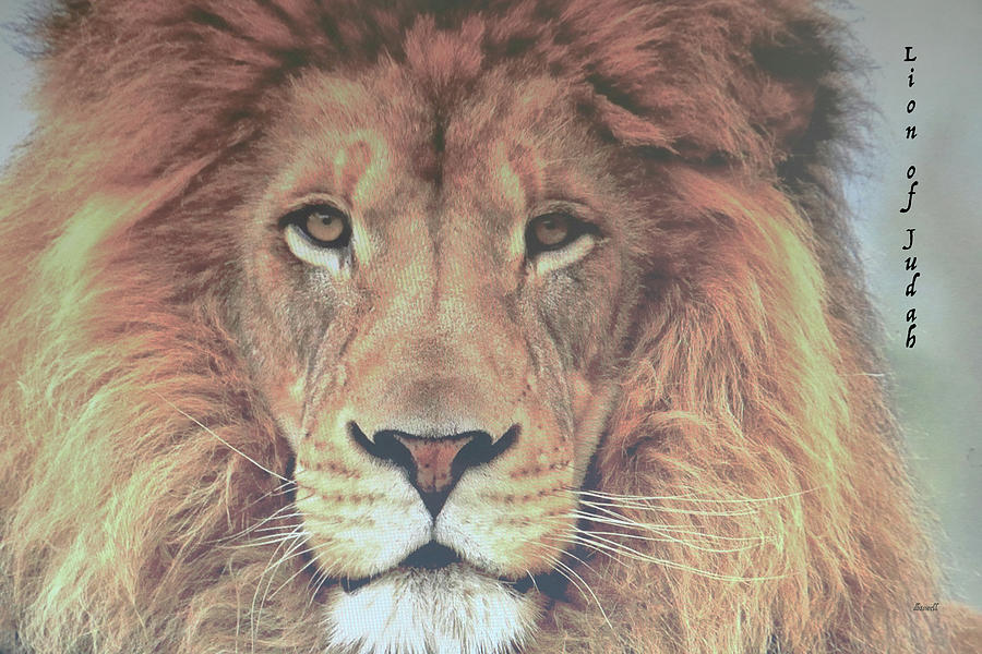 Lion of Judah  Photograph by Dennis Baswell