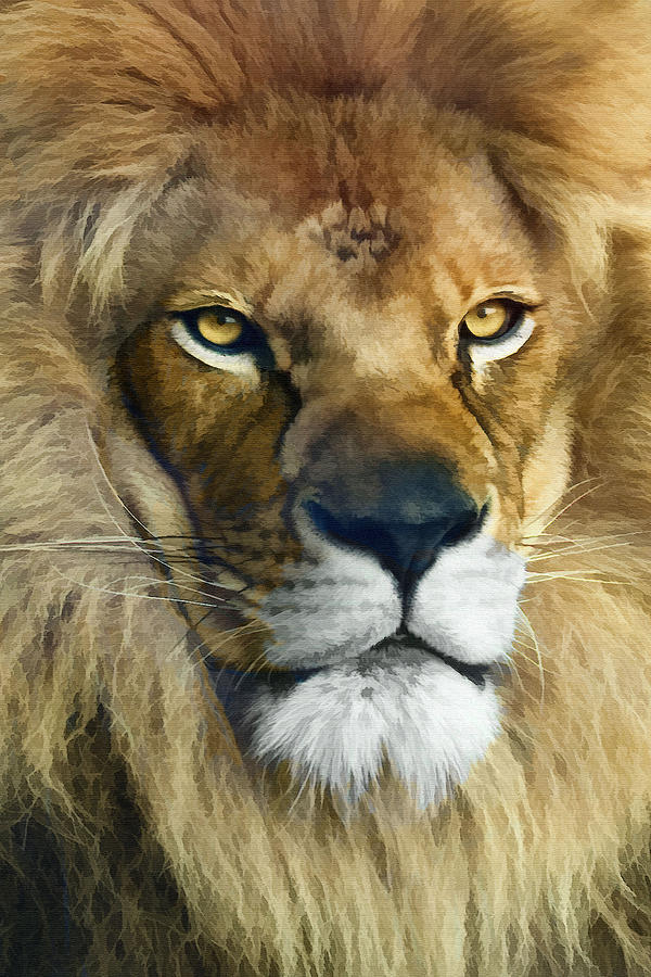 Lion of Judah II Photograph by Sharon Foster