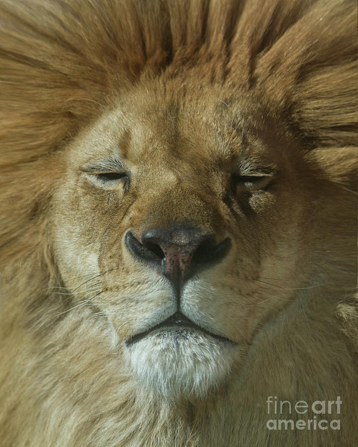 Lion of Judah Photograph by Karen Jorstad