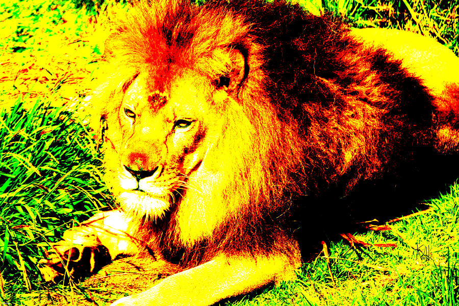 Nature Photograph - Lion of Judah by Ken Volok