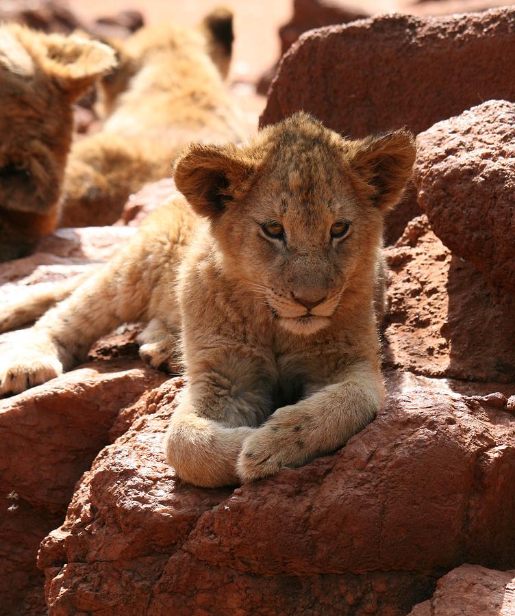 Lion on a Rock Photograph by Benjamin Mitchell - Fine Art America