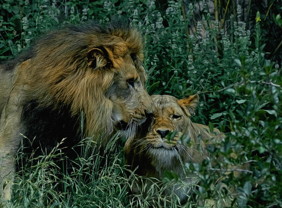 Lion Pair Digital Art by Ernest Echols