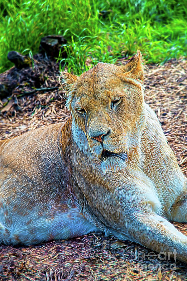 Lion Panthera Leo Photograph by Chris Thaxter