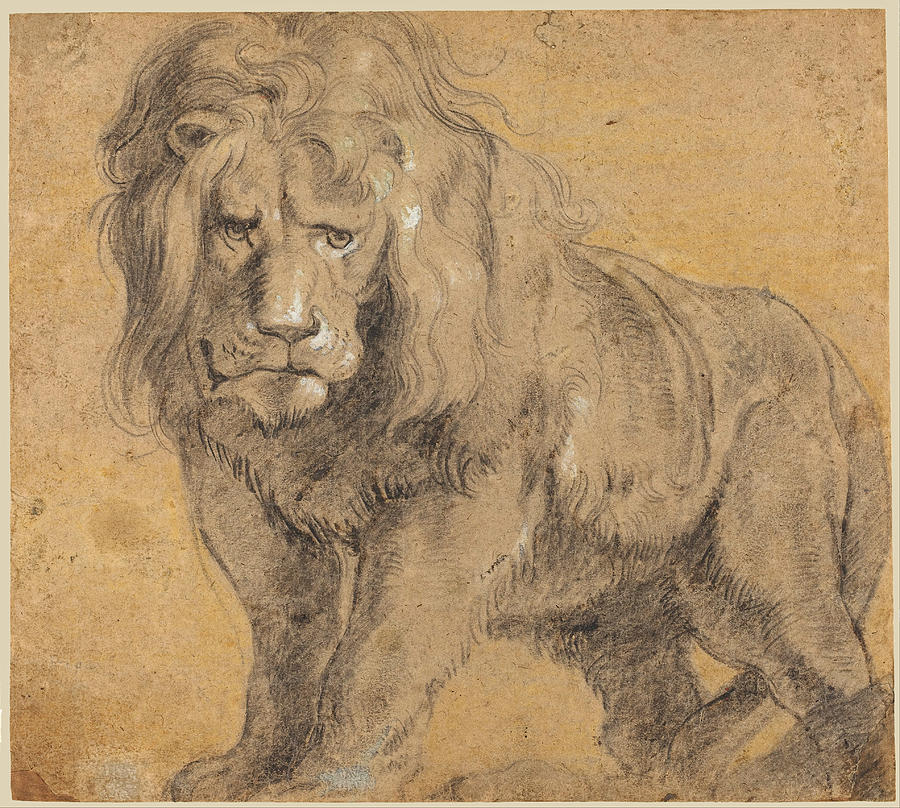 Peter Paul Rubens Drawing - Lion by Peter Paul Rubens