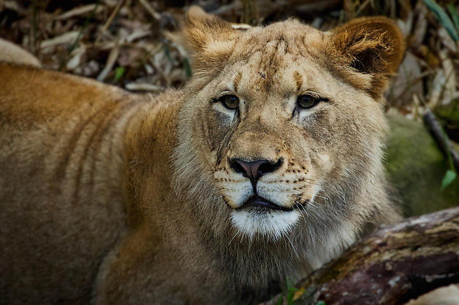Lion Portrait #2 Photograph by Stuart Litoff
